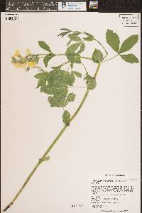 Thermopsis rhombifolia image