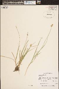 Carex echinata image