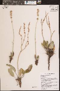 Eriogonum racemosum image