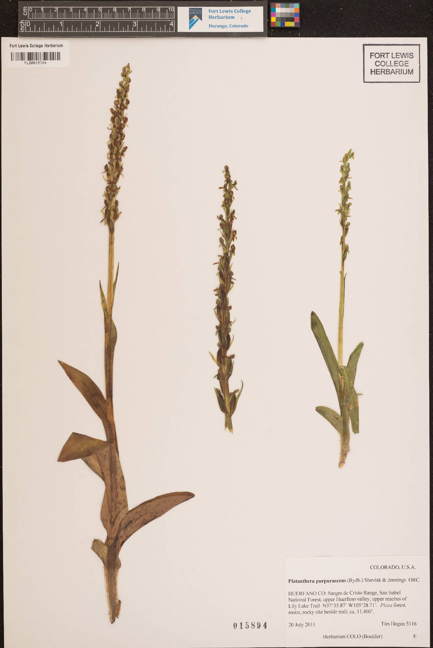 Platanthera purpurascens image