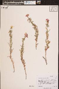 Oenothera coronopifolia image