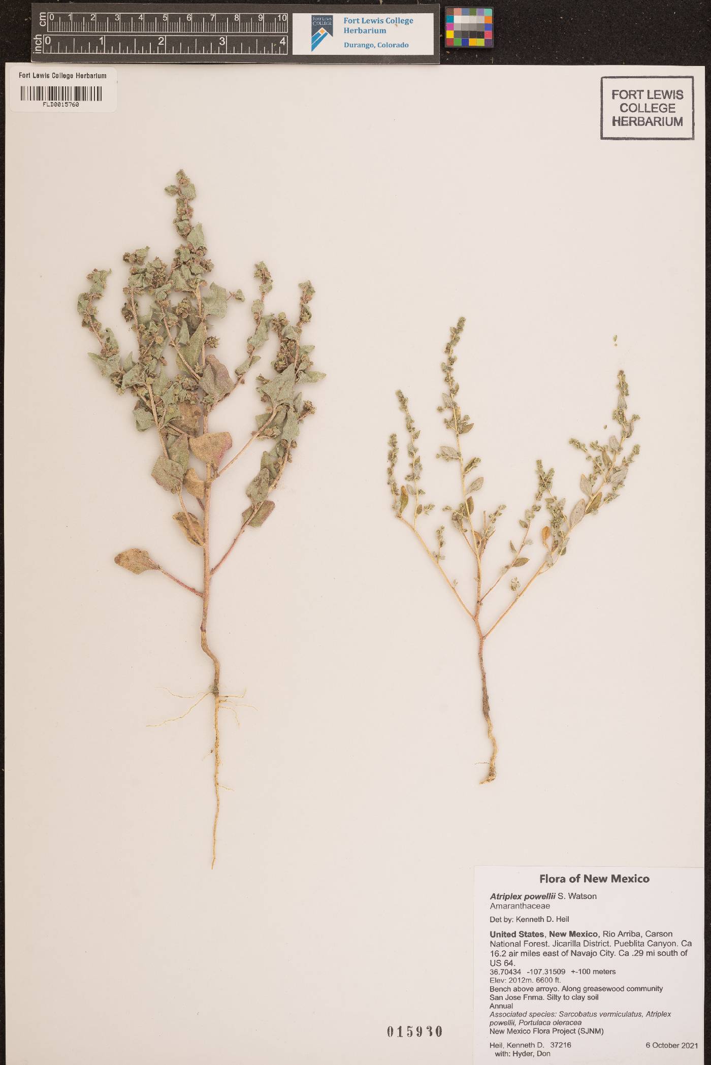 Atriplex powellii image