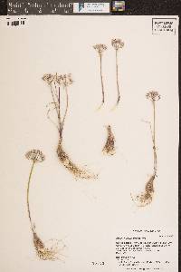 Allium macropetalum image