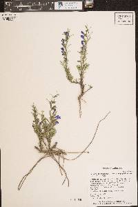 Penstemon crandallii subsp. glabrescens image