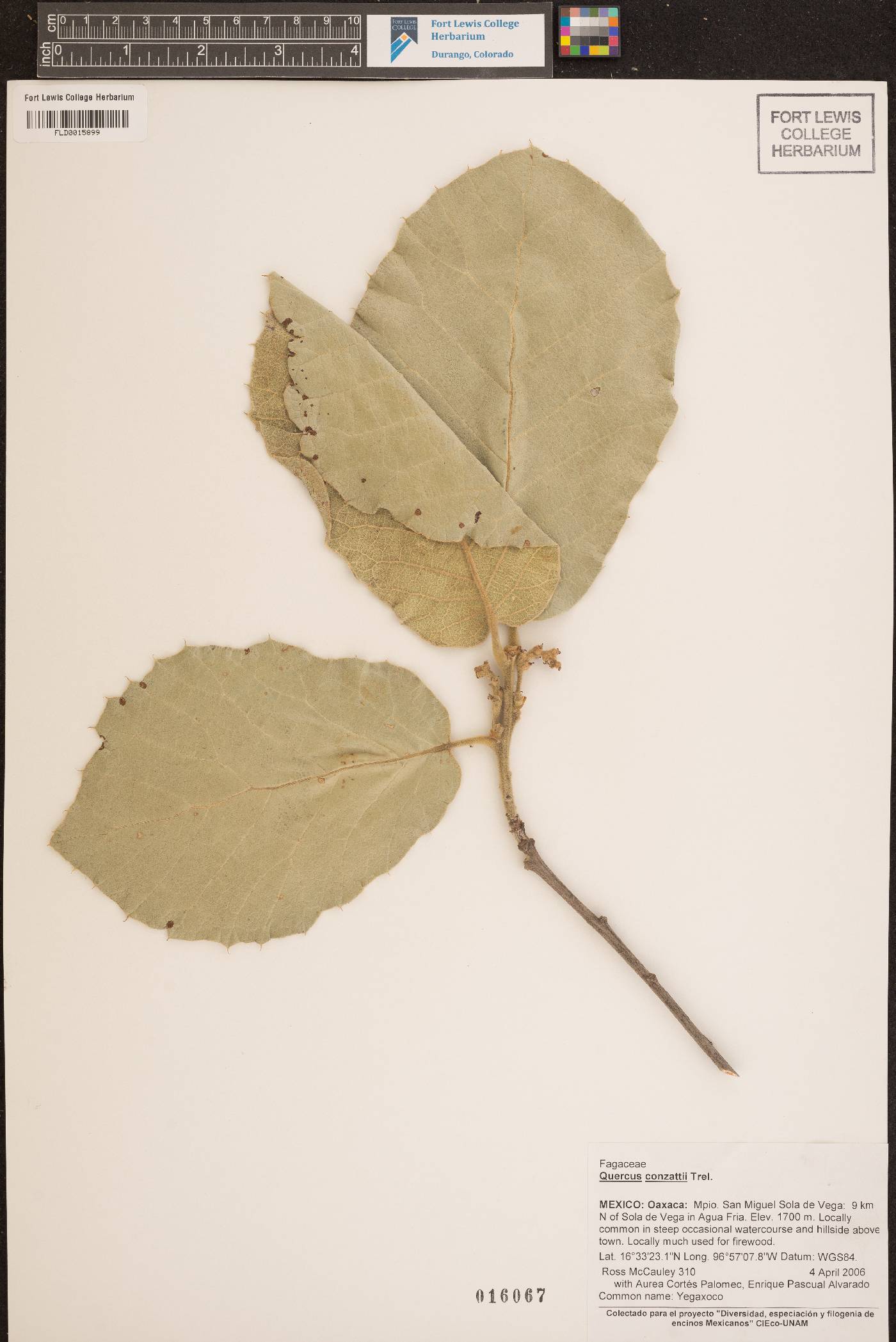 Quercus conzattii image