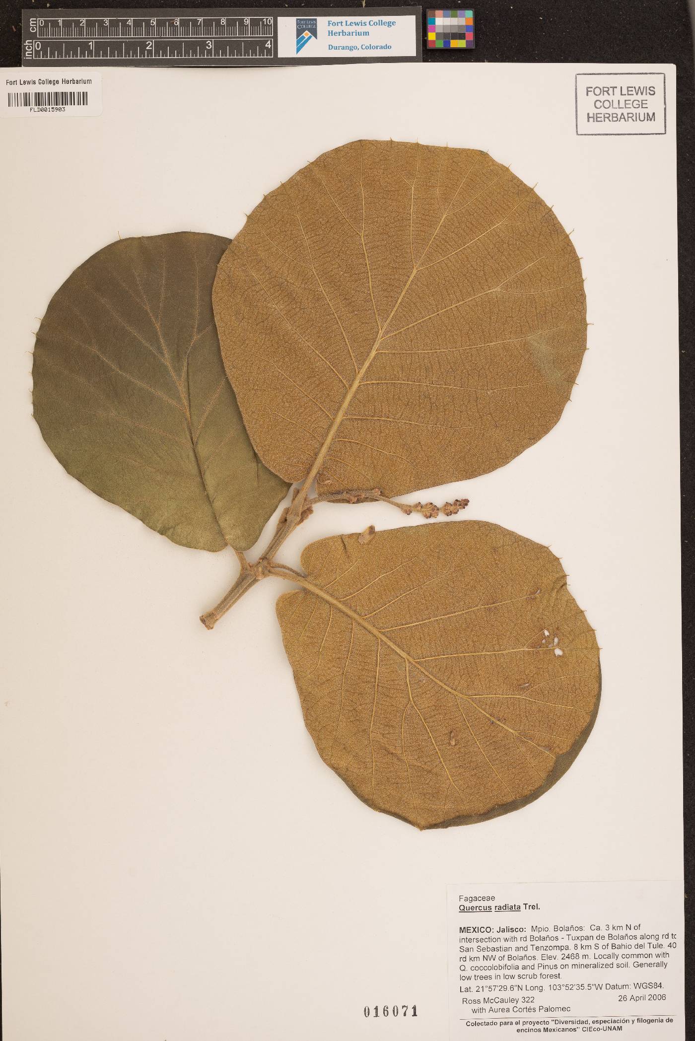 Quercus radiata image