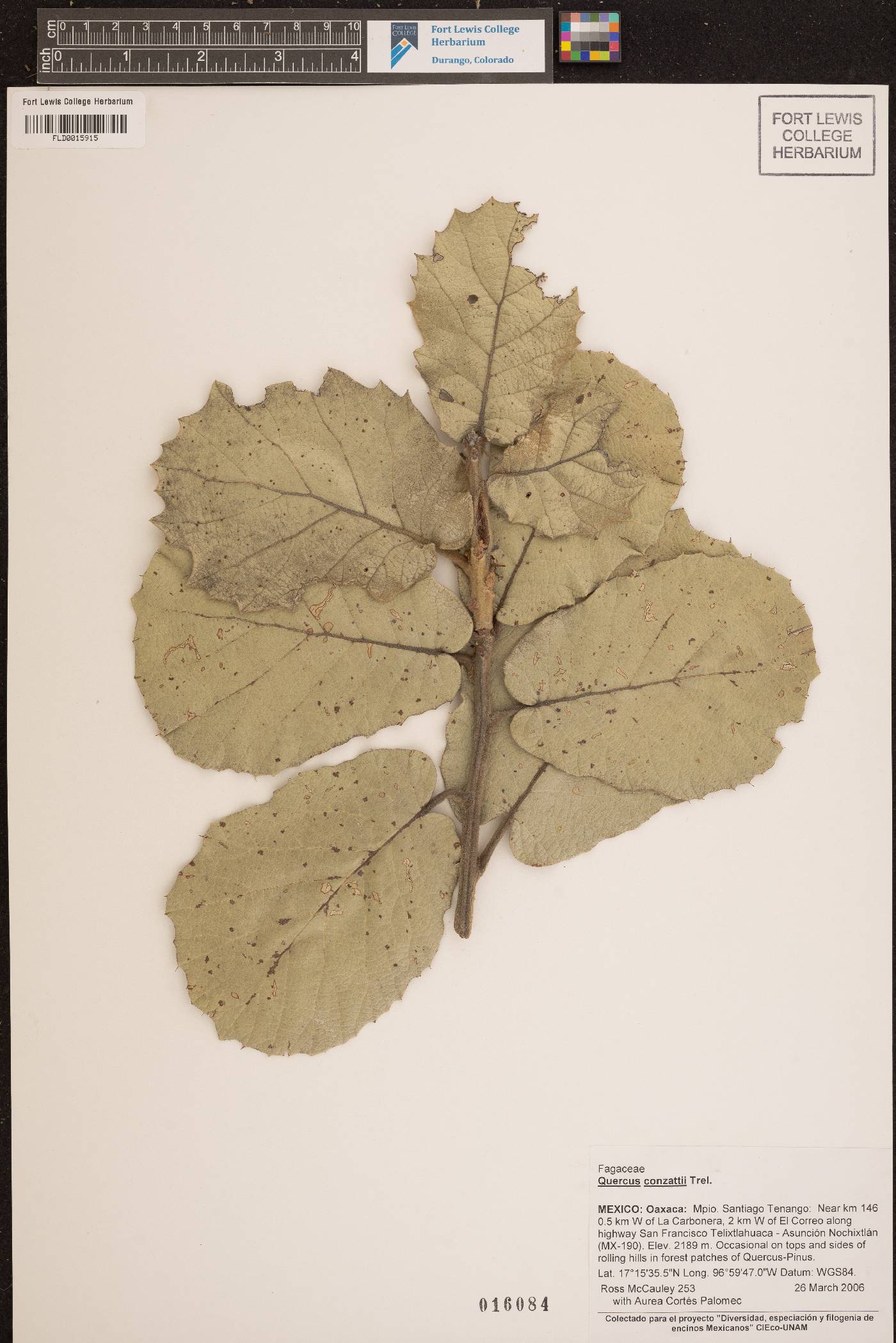 Quercus conzattii image