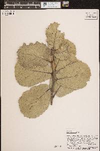 Quercus conzattii image