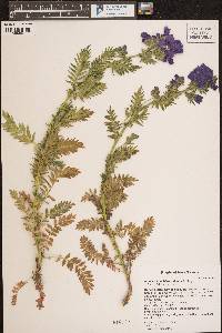 Polemonium foliosissimum image