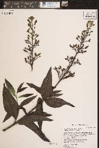 Scrophularia montana image