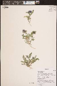 Astragalus alpinus image