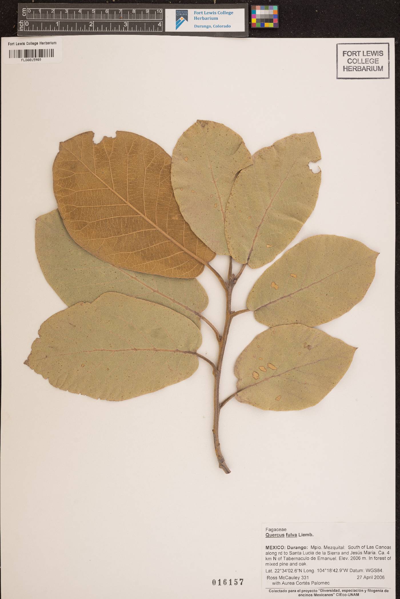 Quercus fulva image