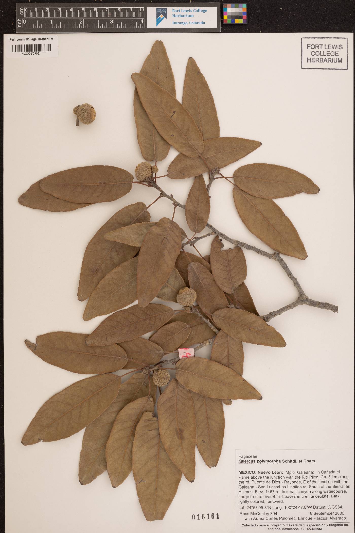 Quercus polymorpha image