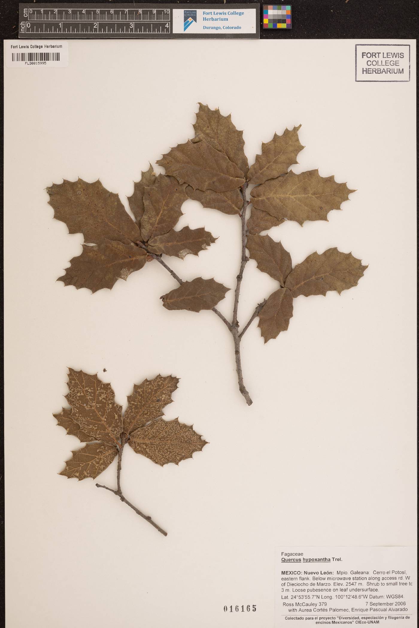 Quercus hypoxantha image