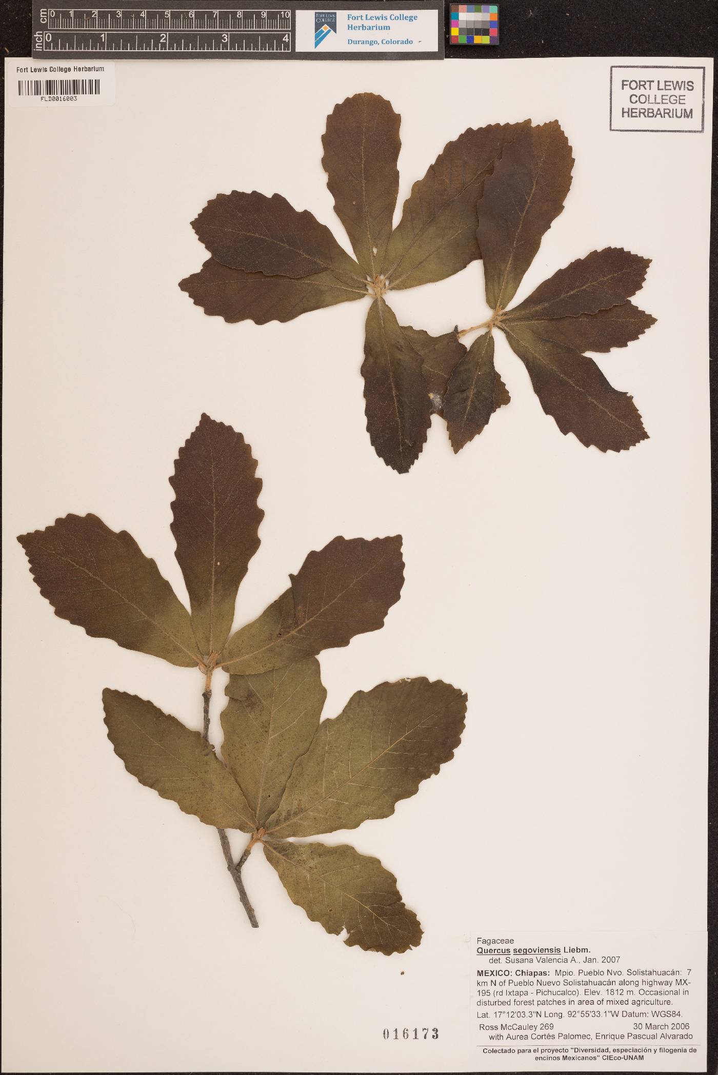 Quercus segoviensis image