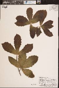 Quercus segoviensis image