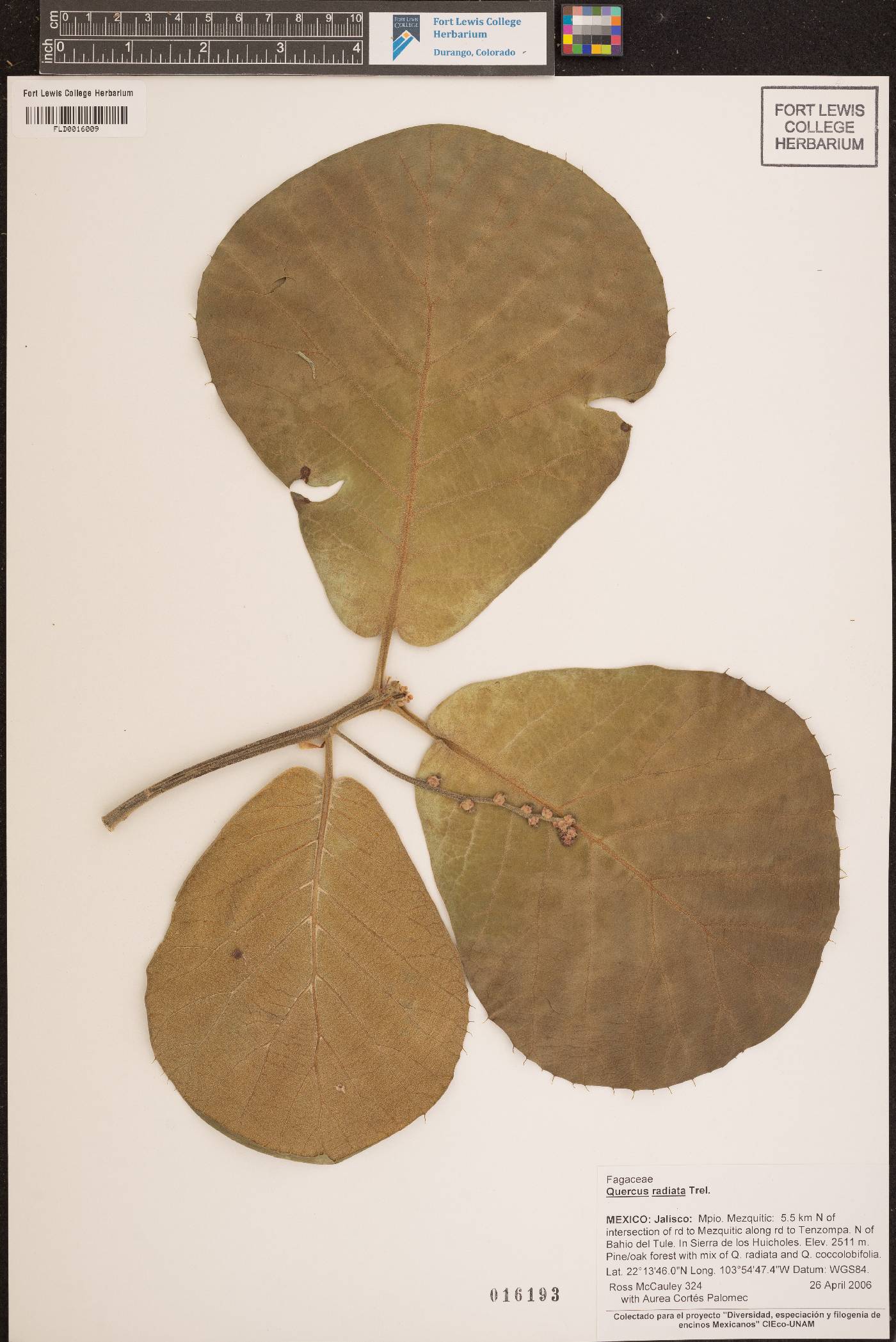 Quercus radiata image