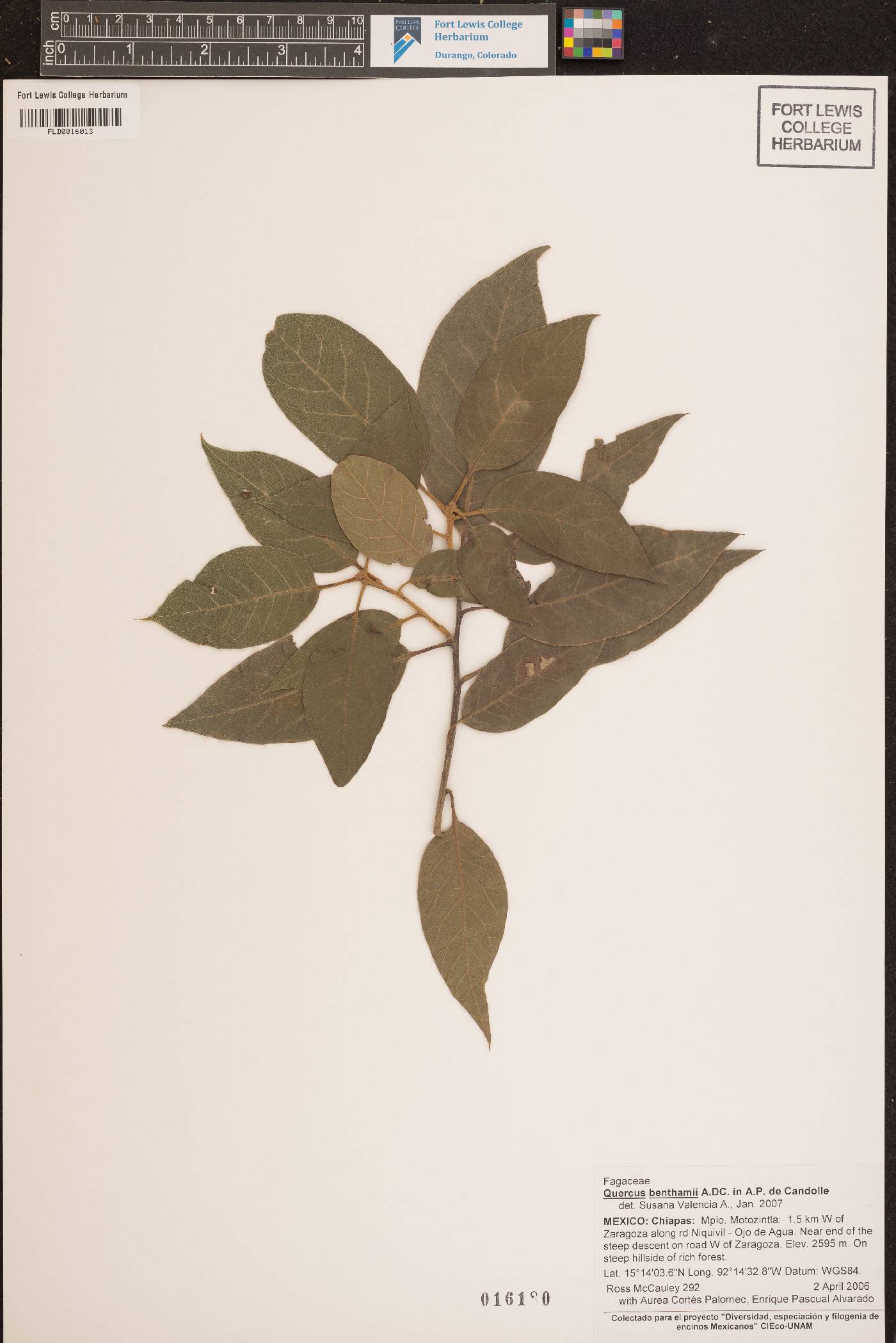Quercus benthamii image