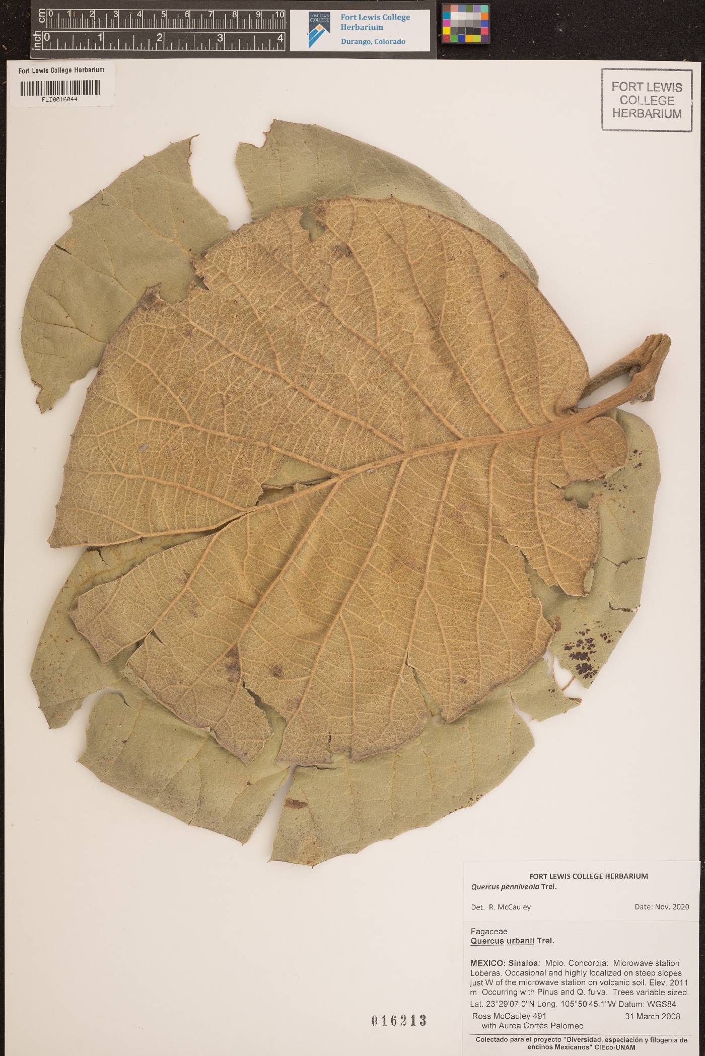 Quercus pennivenia image