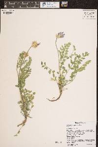 Astragalus agrestis image