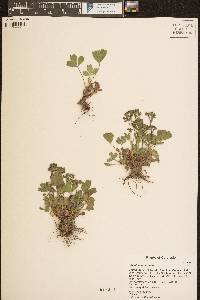 Sibbaldia procumbens image