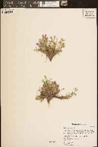 Trifolium nanum image