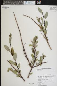 Salix planifolia image