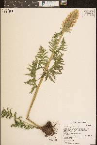 Pedicularis bracteosa var. paysoniana image