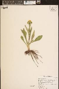 Senecio integerrimus image