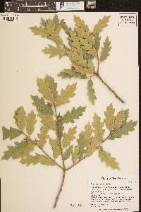 Quercus x undulata image