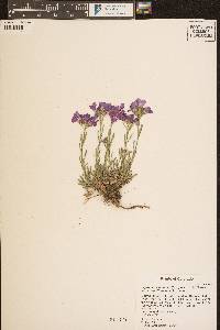 Erysimum capitatum var. nivale image