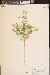 Oenothera albicaulis image