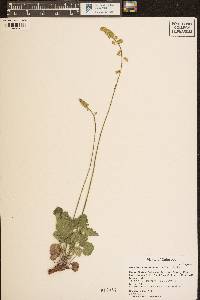 Heuchera parvifolia image