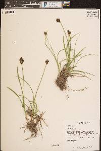 Carex haydeniana image