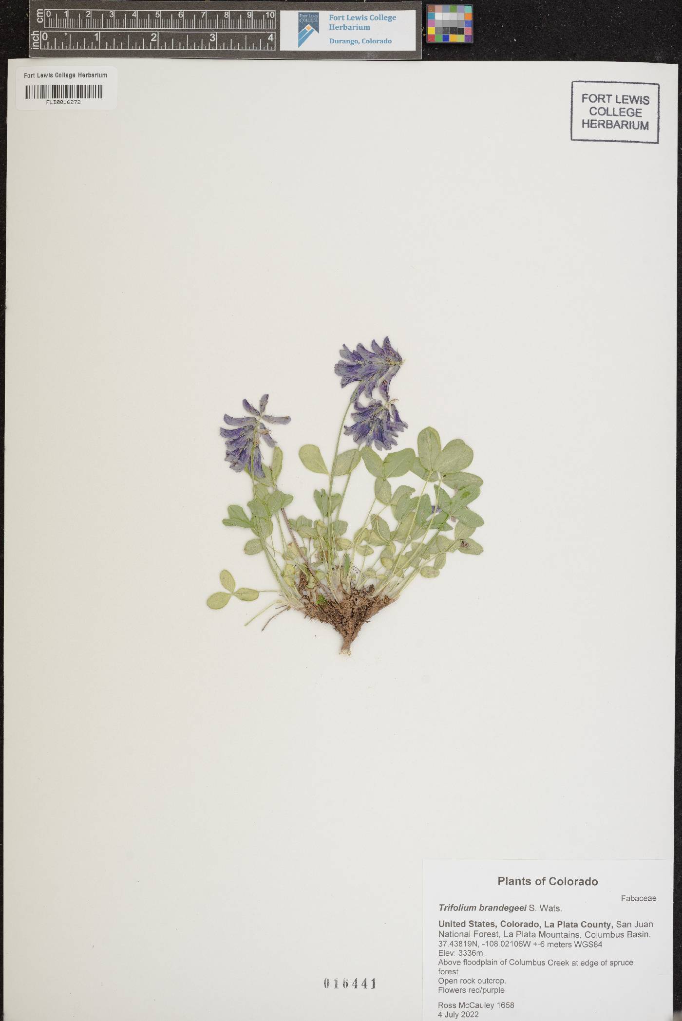 Trifolium brandegeei image