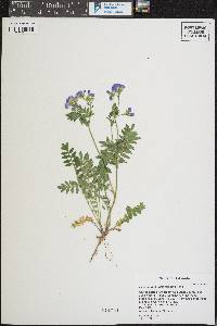 Polemonium pulcherrimum image