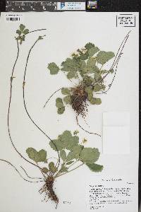 Fragaria vesca image