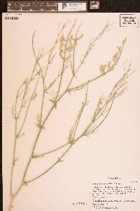 Astragalus woodruffii image