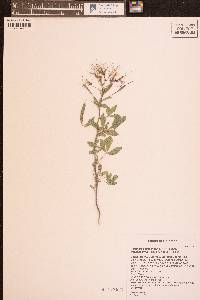 Polanisia dodecandra subsp. trachysperma image