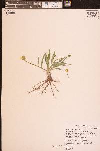 Ranunculus glaberrimus image