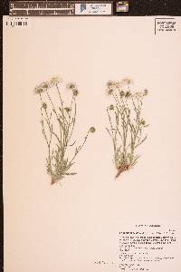 Erigeron concinnus image