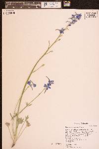 Delphinium scaposum image