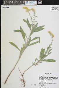 Solidago velutina image