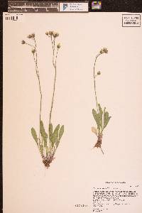 Hieracium triste image