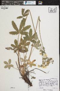 Potentilla pulcherrima image