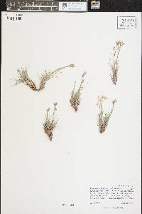 Eremogone fendleri image