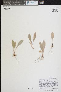 Dodecatheon pulchellum image