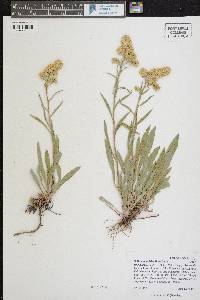 Solidago multiradiata image