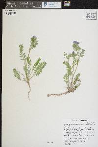 Polemonium pulcherrimum image