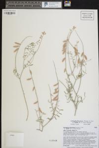 Astragalus flexuosus image